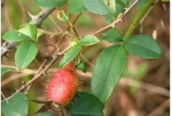 娱乐吃瓜菌子,揭秘娱乐圈那些不为人知的幕后故事