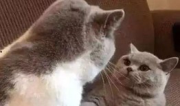 娱乐吃瓜君猫生气歌,萌宠音乐新潮流