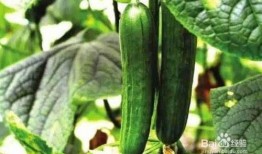 糖豆豆娱乐圈吃瓜合集,揭秘明星幕后故事，吃瓜合集大放送