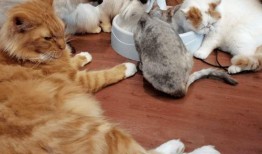 娱乐吃瓜君折耳猫