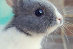 娱乐吃瓜酱猫兔子