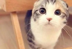 娱乐吃瓜君折耳猫