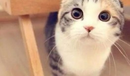 娱乐吃瓜君折耳猫