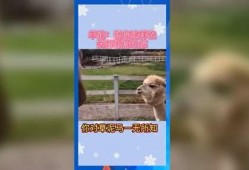 娱乐吃瓜群众歌曲有哪些