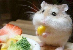 穷人养鼠大法娱乐吃瓜,趣味养鼠，吃瓜乐趣无限