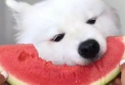 娱乐吃瓜酱萨摩耶,揭秘娱乐圈的萌宠传奇