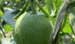 yz娱乐吃瓜,揭秘娱乐圈最新吃瓜事件，带你领略明星幕后故事