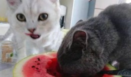 娱乐圈吃瓜猫是谁啊图片,揭秘网络红人的真实身份