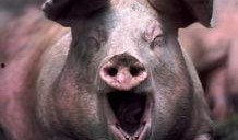 吃瓜猪娱乐视频怀孕,揭秘明星怀孕幕后故事