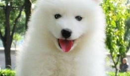 娱乐吃瓜酱萨摩耶,揭秘娱乐圈的萌宠传奇