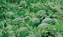 娱乐吃瓜竖屏图片大全