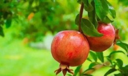 娱乐吃瓜酱石榴,揭秘娱乐圈那些鲜为人知的幕后故事