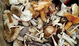 娱乐吃瓜菌子,揭秘娱乐圈那些不为人知的幕后故事