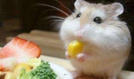 穷人养鼠大法娱乐吃瓜,趣味养鼠，吃瓜乐趣无限