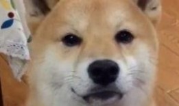 娱乐吃瓜酱怕狗大哥,揭秘“怕狗大哥”背后的故事