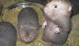 穷人养鼠大法娱乐吃瓜,趣味养鼠，吃瓜乐趣无限