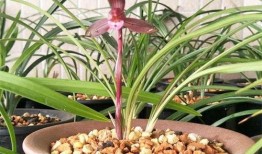 吃瓜娱乐圈小兰花